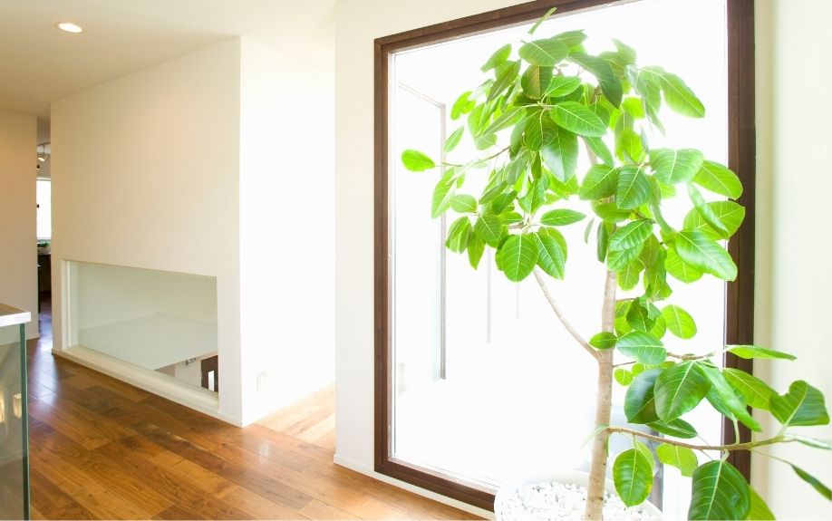 武庫之荘の新築戸建ては観葉植物で彩ろう。コーディネートのポイント